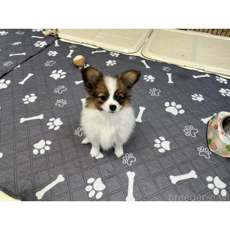 販売中の埼玉県のパピヨン-455003の3枚目