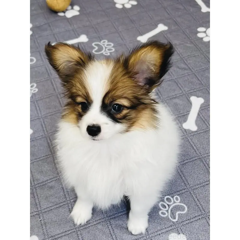 販売中の埼玉県のパピヨン-455003の2枚目