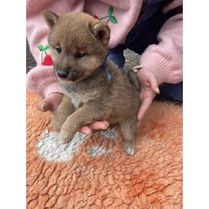 販売中の静岡県の豆柴-455001の9枚目