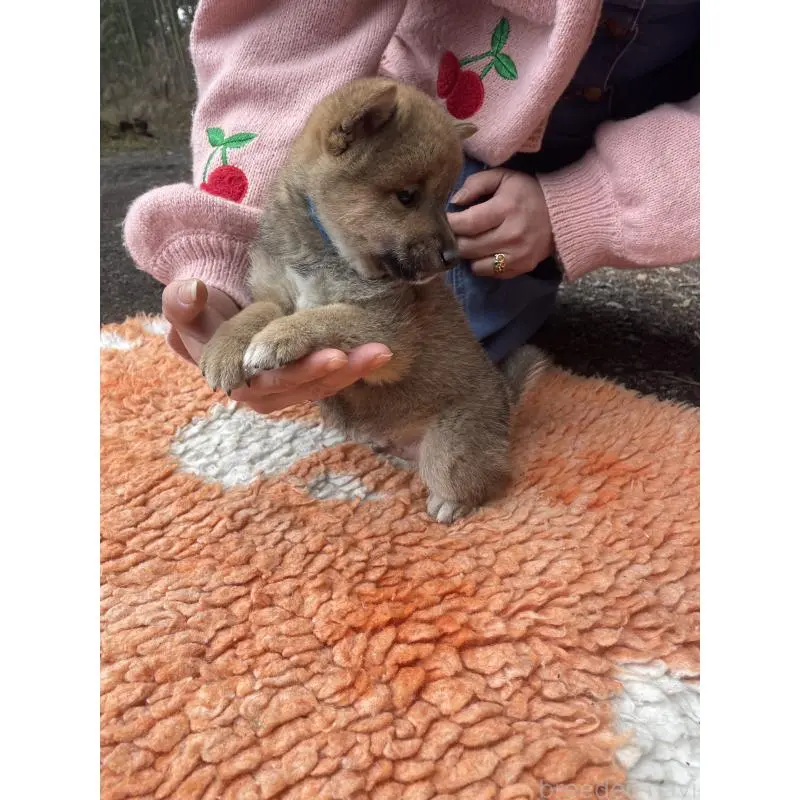 販売中の静岡県の豆柴-455001の8枚目