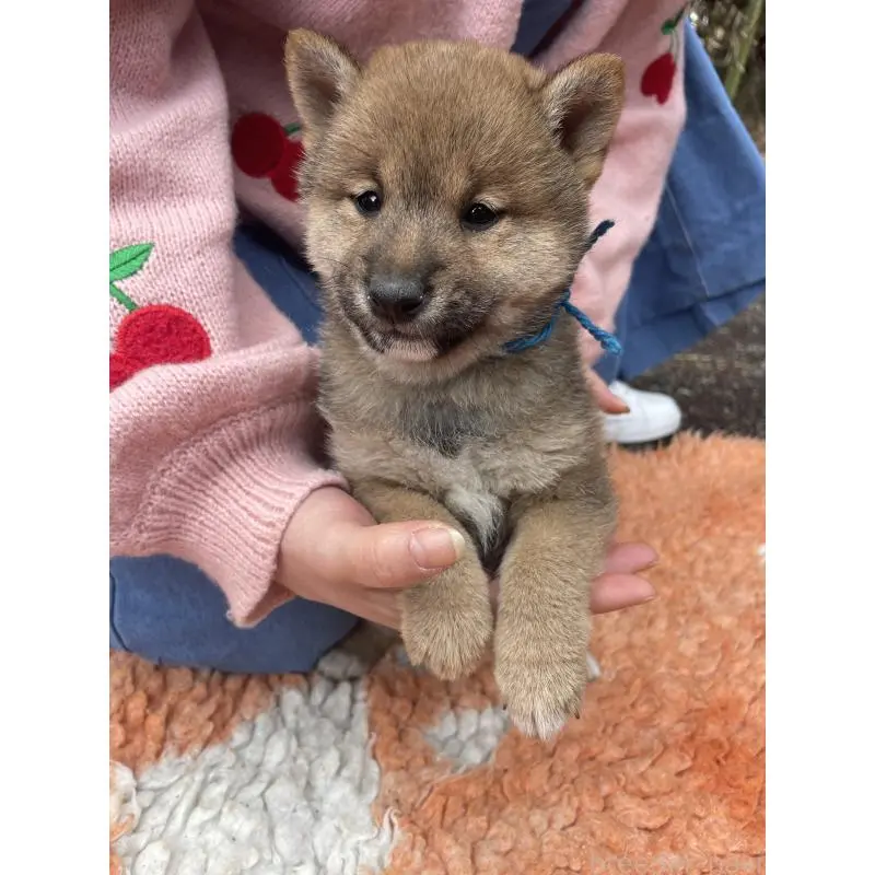 販売中の静岡県の豆柴-455001の6枚目