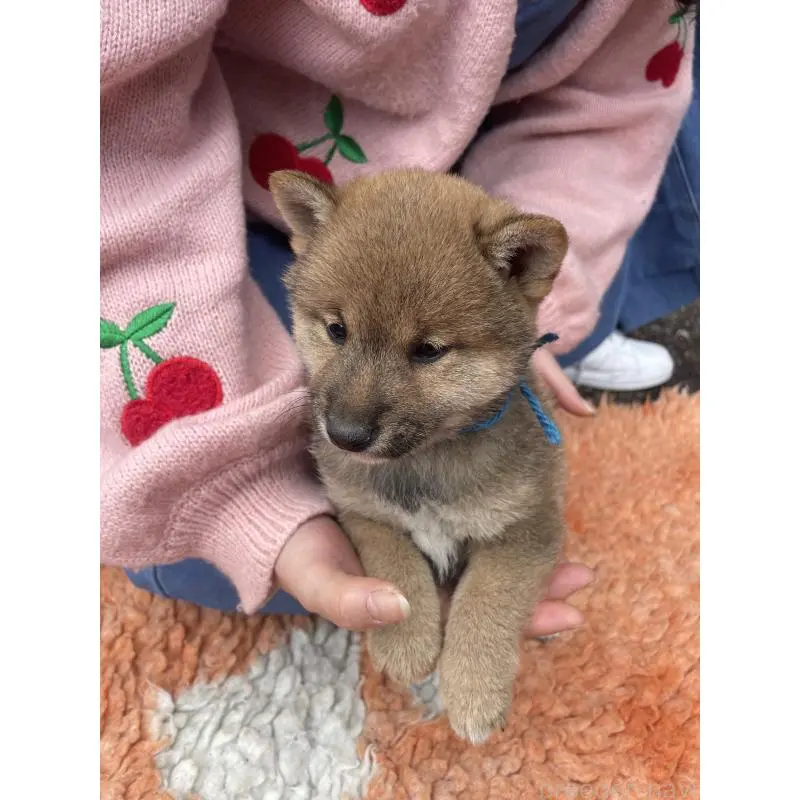 販売中の静岡県の豆柴-455001の5枚目