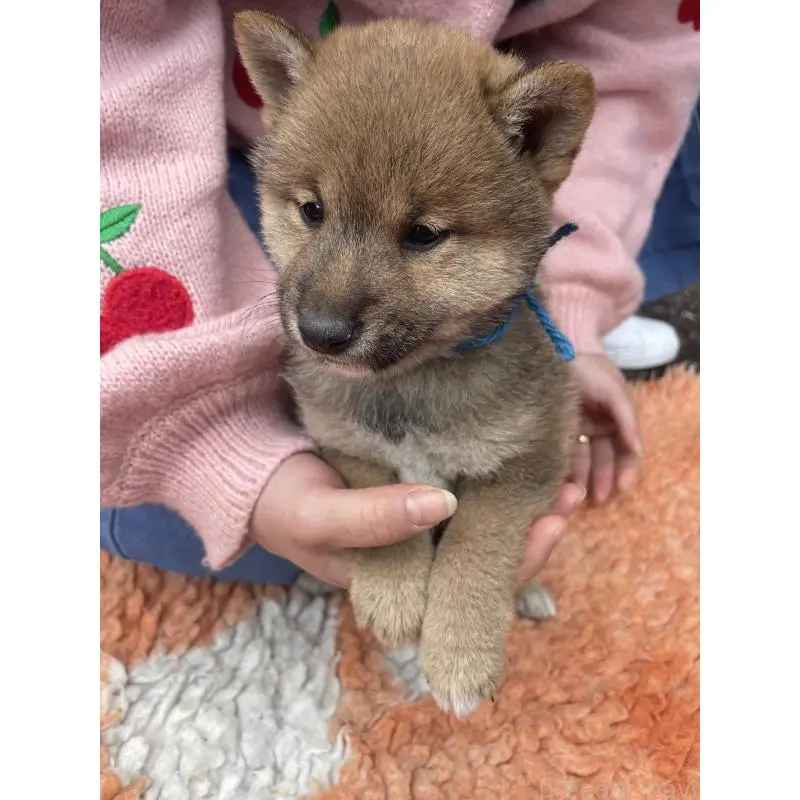 販売中の静岡県の豆柴-455001の4枚目