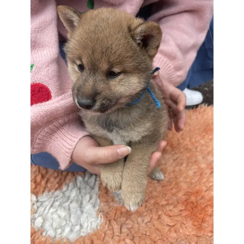 販売中の静岡県の豆柴-455001の3枚目