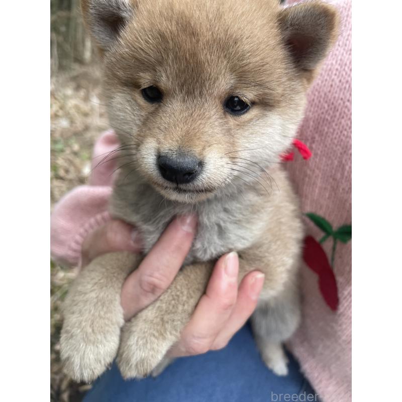 販売中の静岡県の豆柴-455004