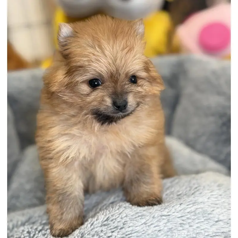 販売中の埼玉県のポメラニアン-455005の7枚目