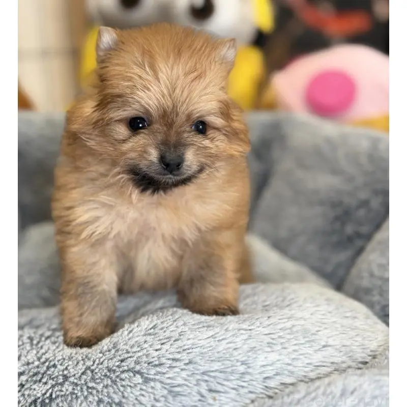 販売中の埼玉県のポメラニアン-455005の6枚目