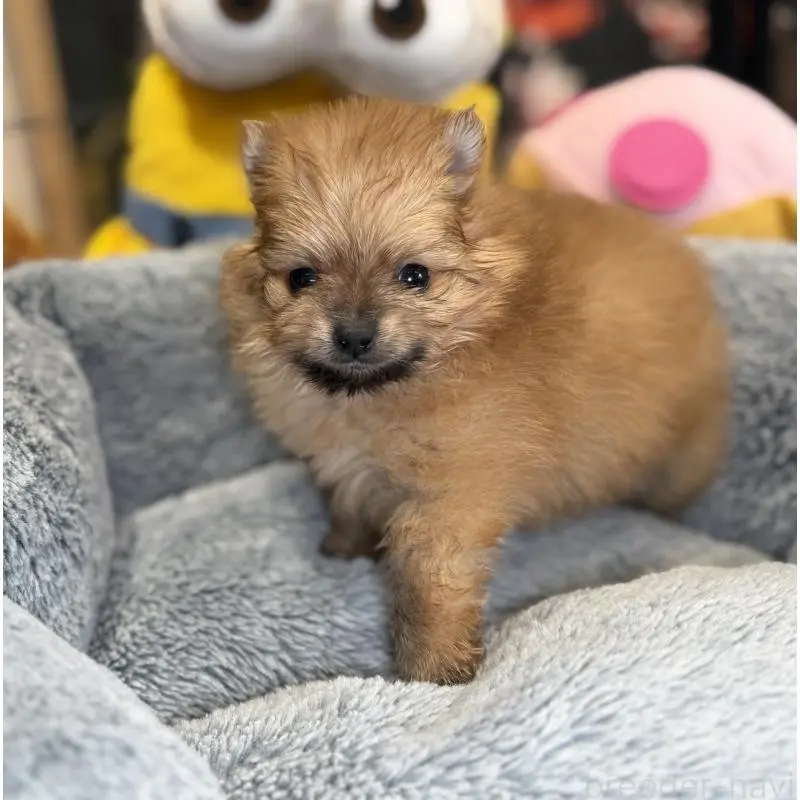 販売中の埼玉県のポメラニアン-455005の5枚目