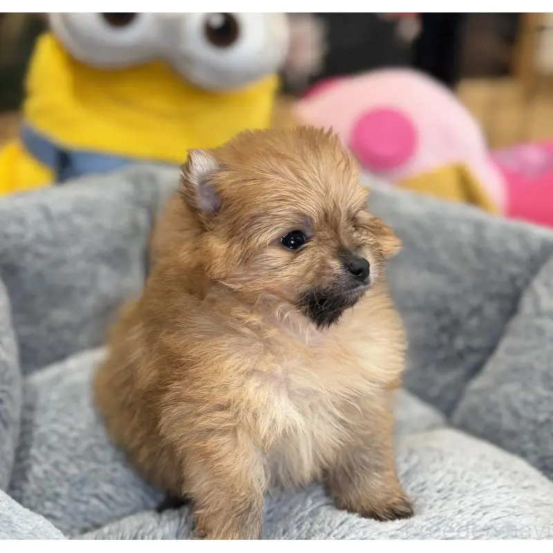 販売中の埼玉県のポメラニアン-455005の4枚目