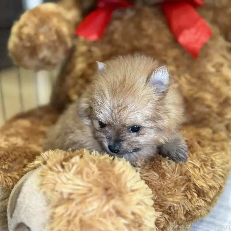 販売中の埼玉県のポメラニアン-455005の3枚目