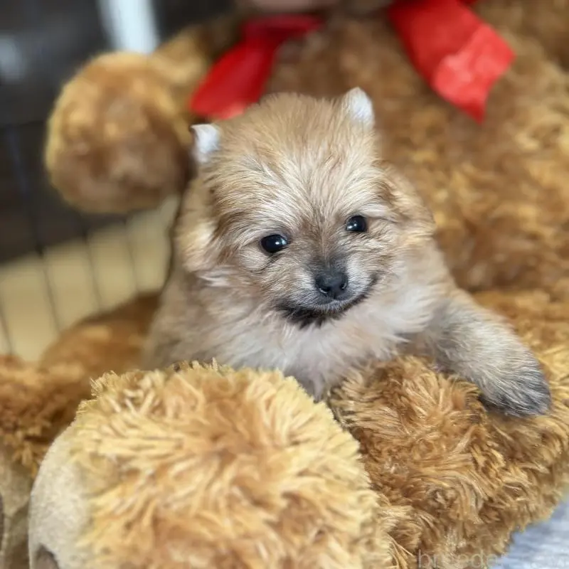 販売中の埼玉県のポメラニアン-455005の2枚目