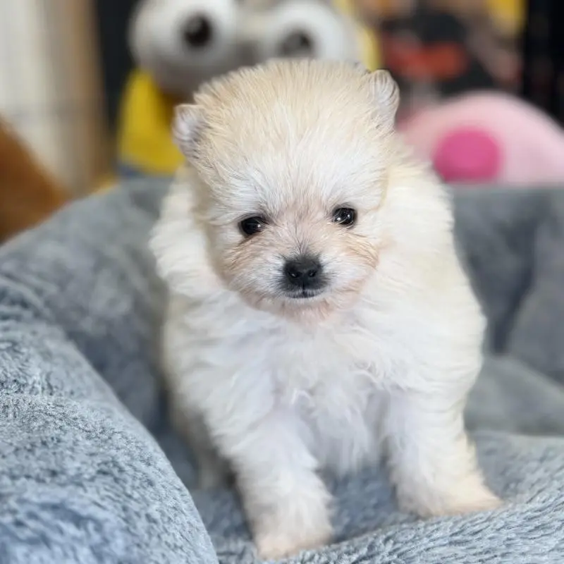 販売中の埼玉県のポメラニアン-455006の5枚目