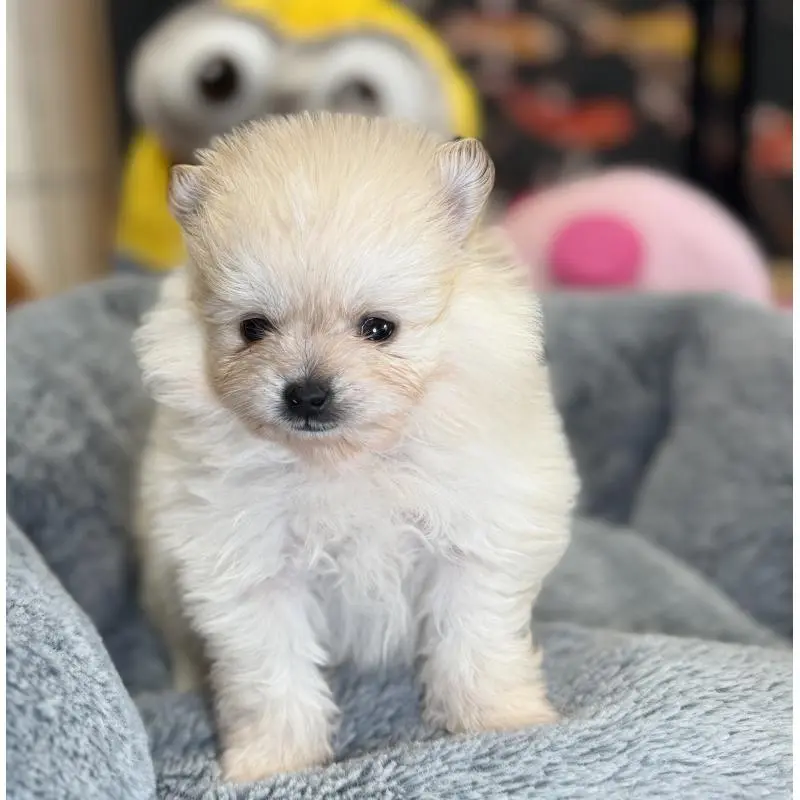 販売中の埼玉県のポメラニアン-455006の4枚目