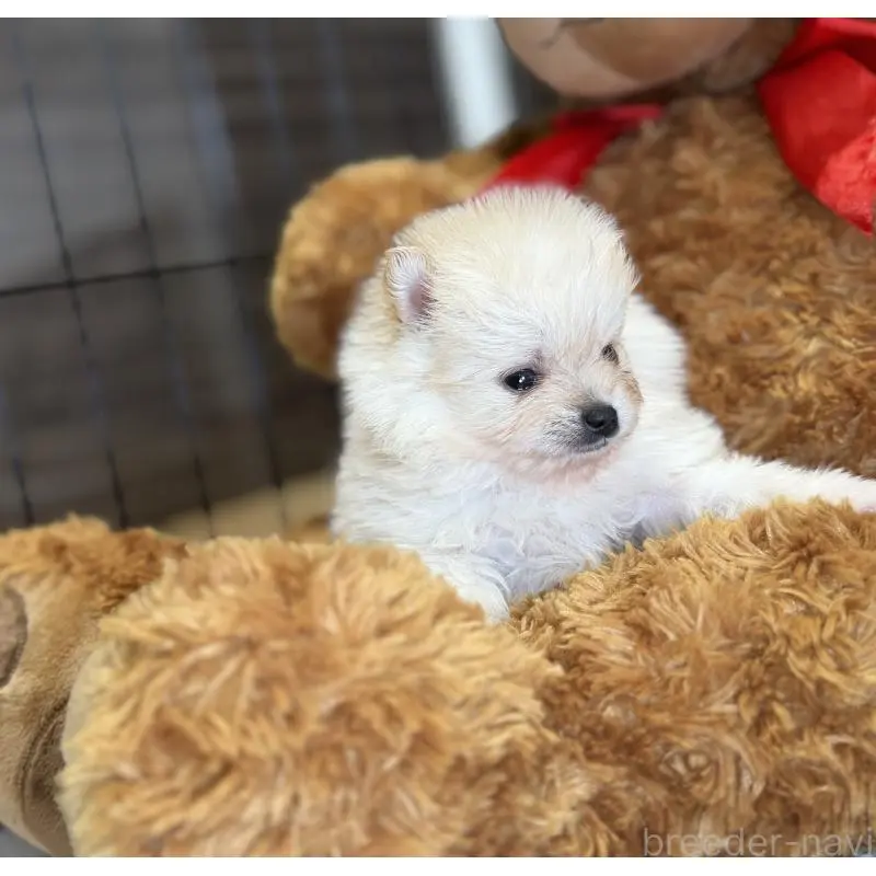 販売中の埼玉県のポメラニアン-455006の3枚目