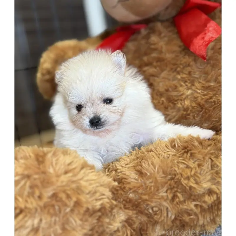 販売中の埼玉県のポメラニアン-455006の2枚目