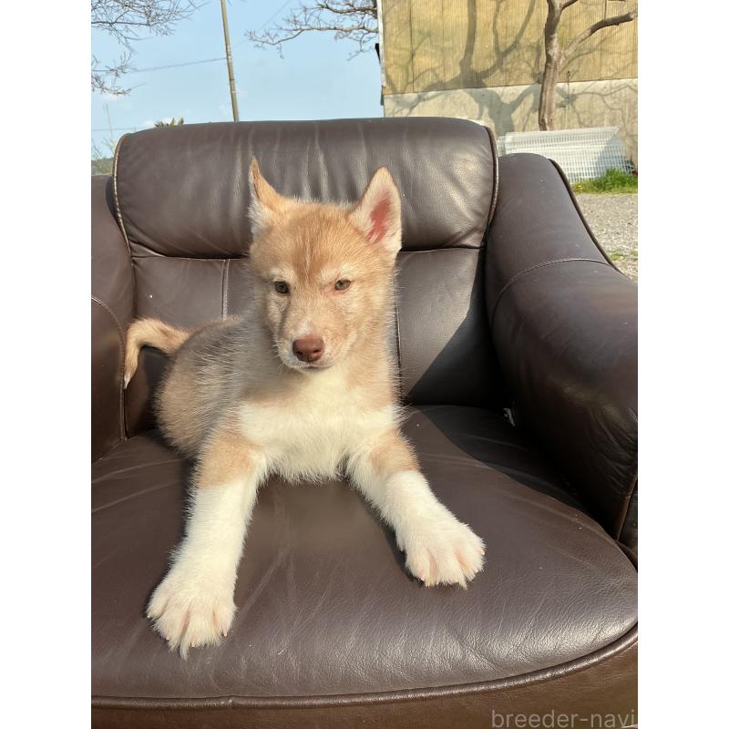 販売中の静岡県のシベリアンハスキー-446003の8枚目