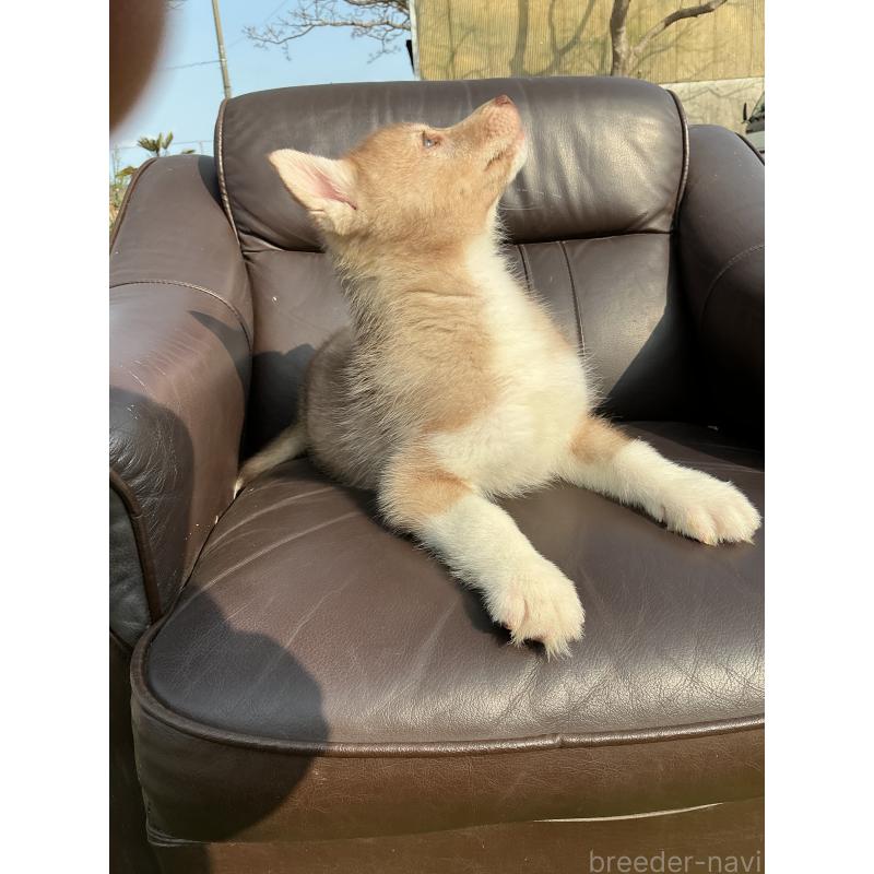 販売中の静岡県のシベリアンハスキー-446003の7枚目