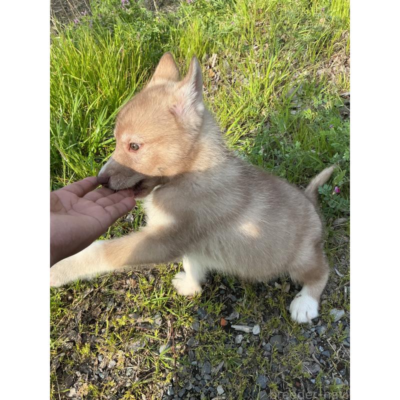 販売中の静岡県のシベリアンハスキー-446003の6枚目