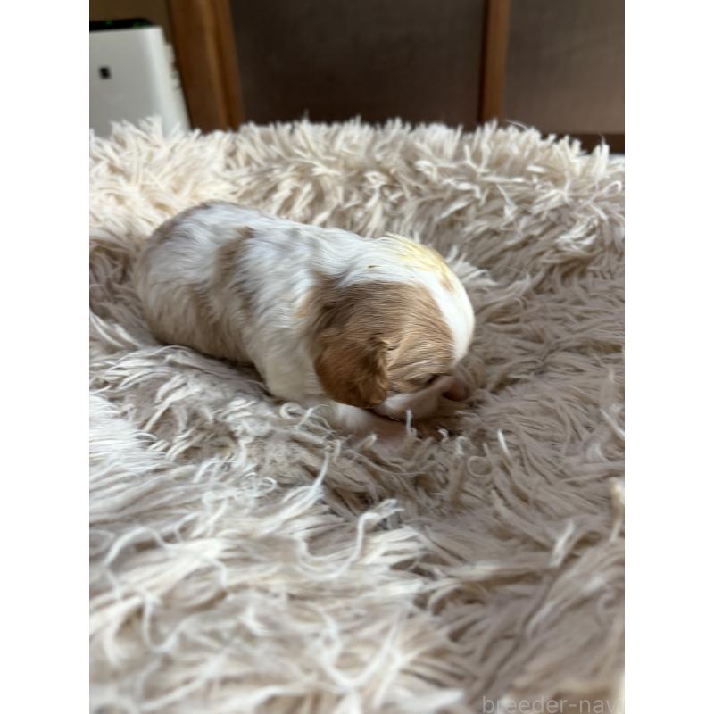 販売中の岡山県の豆柴-455007の6枚目