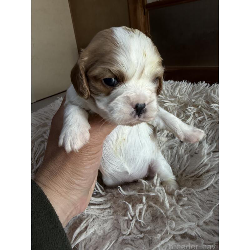 販売中の岡山県の豆柴-455007の5枚目