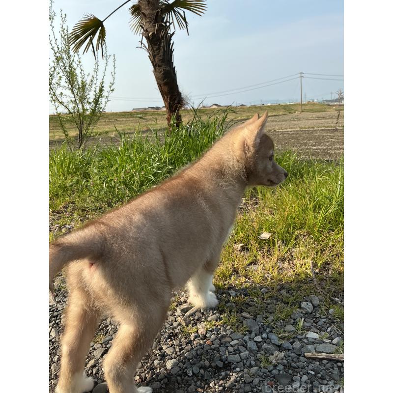 販売中の静岡県のシベリアンハスキー-446003の5枚目