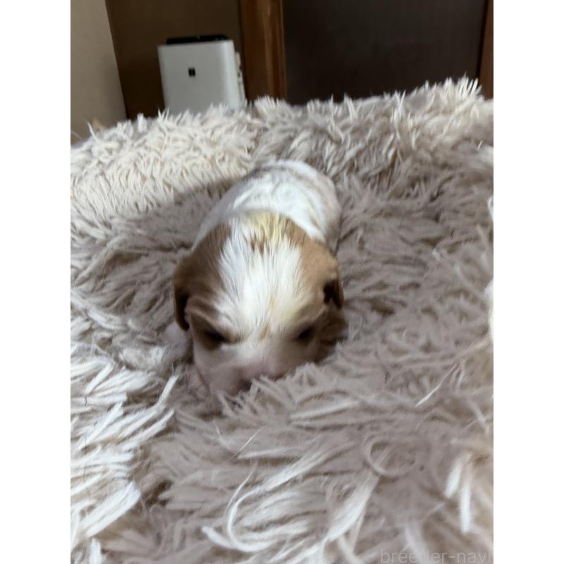 販売中の岡山県の豆柴-455007の4枚目