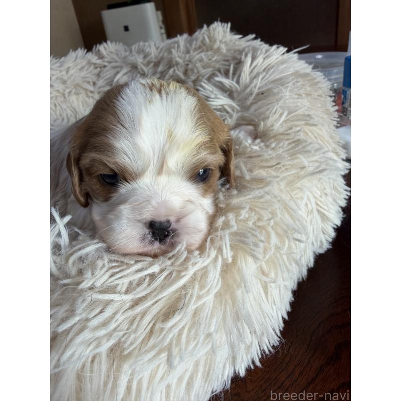 販売中の岡山県の豆柴-455007の2枚目