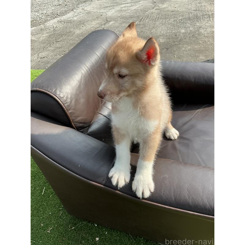 販売中の静岡県のシベリアンハスキー-446003の4枚目