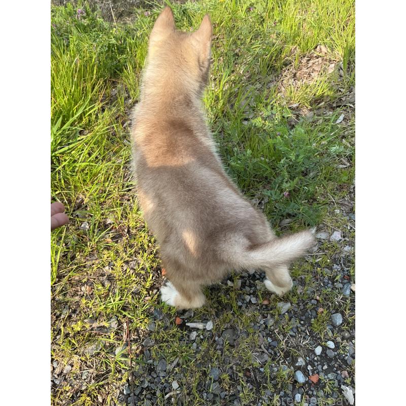 販売中の静岡県のシベリアンハスキー-446003の3枚目