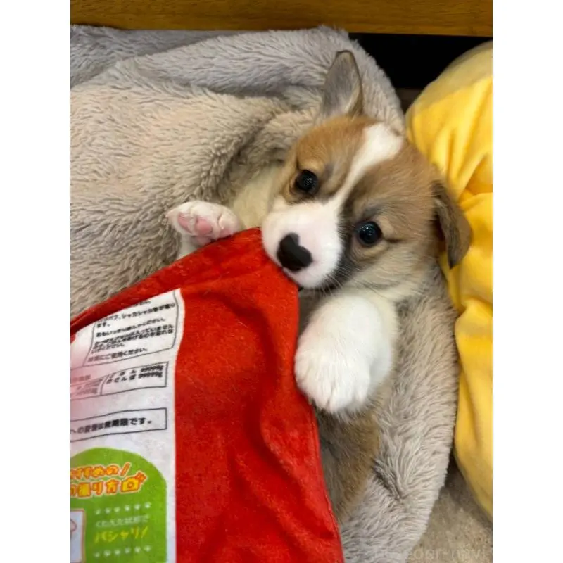 販売中の北海道のウェルシュコーギーペンブローク-455010の5枚目