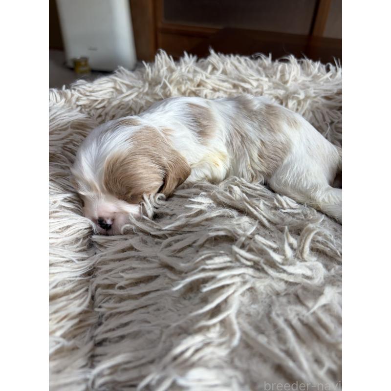 販売中の岡山県の豆柴-455009の2枚目