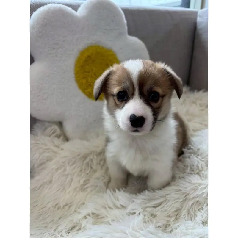 販売中の北海道のウェルシュコーギーペンブローク-455010の4枚目