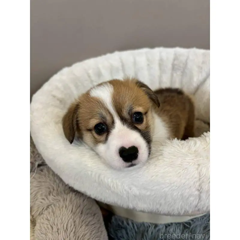 販売中の北海道のウェルシュコーギーペンブローク-455010の2枚目