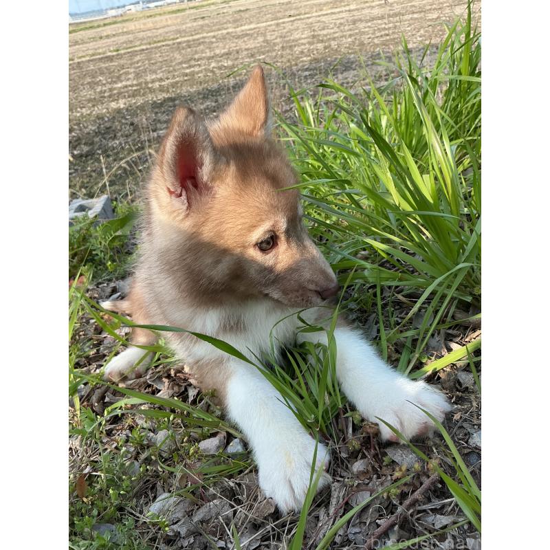 販売中の静岡県のシベリアンハスキー-446012の9枚目