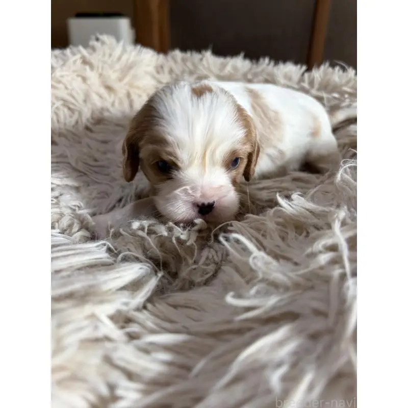 販売中の岡山県の豆柴-455011の6枚目