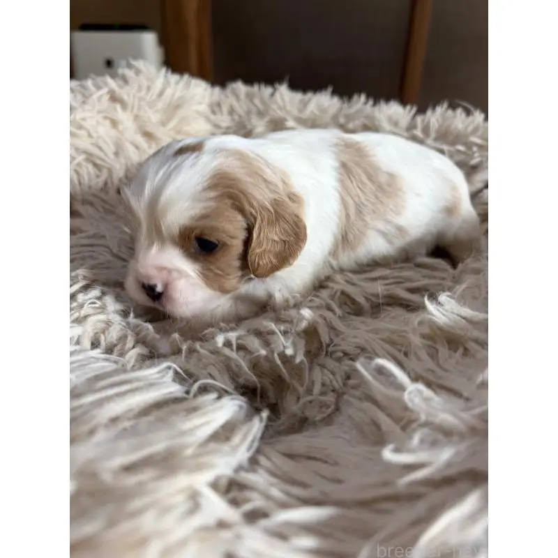 販売中の岡山県の豆柴-455011の5枚目