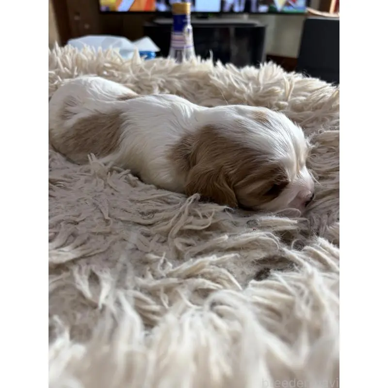 販売中の岡山県の豆柴-455011の4枚目