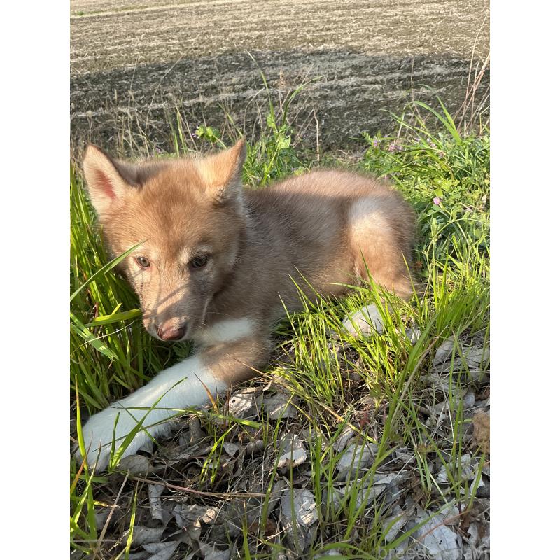 販売中の静岡県のシベリアンハスキー-446012の8枚目