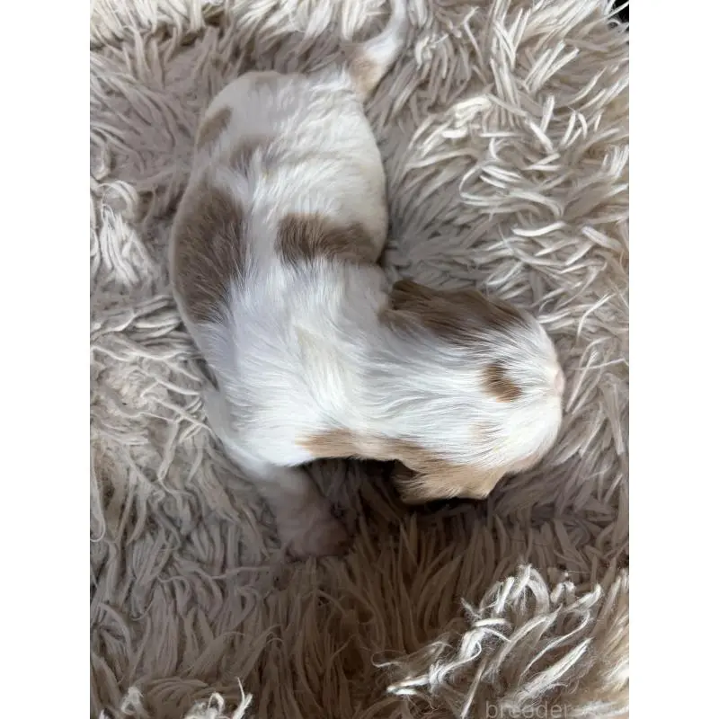 販売中の岡山県の豆柴-455011の3枚目