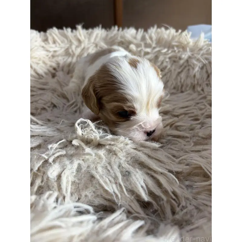 販売中の岡山県の豆柴-455011の2枚目