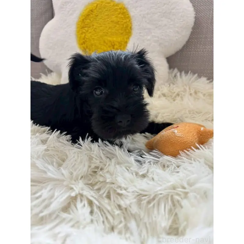 販売中の北海道のミニチュアシュナウザー-455012の2枚目