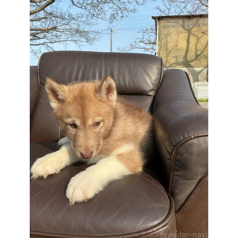 販売中の静岡県のシベリアンハスキー-446012の7枚目