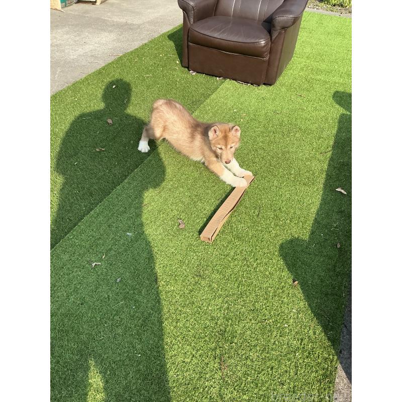 販売中の静岡県のシベリアンハスキー-446012の6枚目