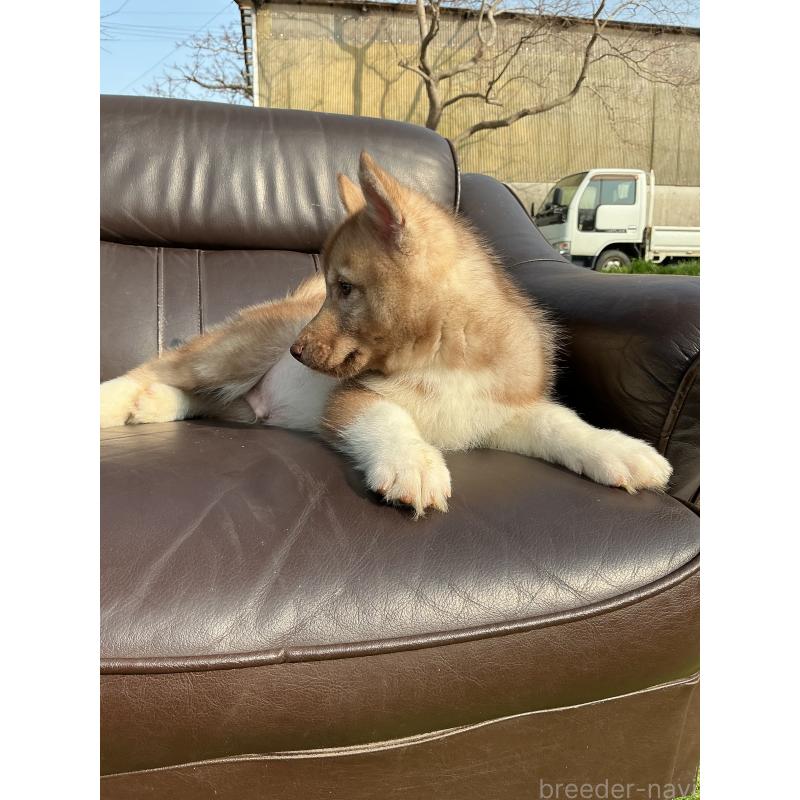 販売中の静岡県のシベリアンハスキー-446012の5枚目