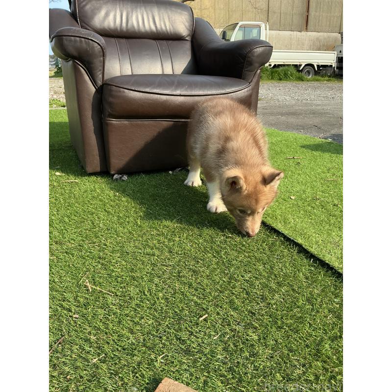 販売中の静岡県のシベリアンハスキー-446012の4枚目