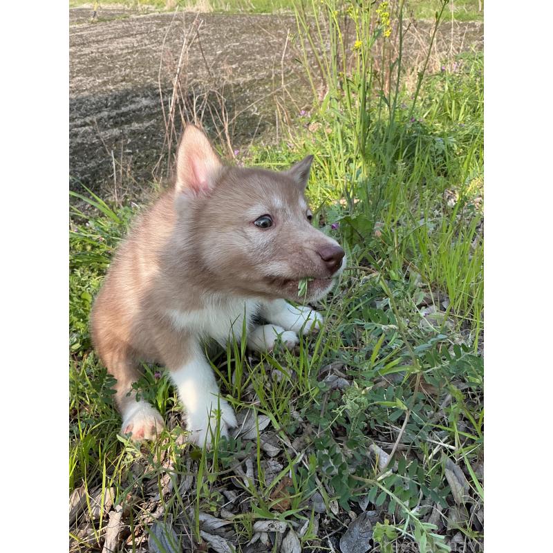 販売中の静岡県のシベリアンハスキー-446012の3枚目