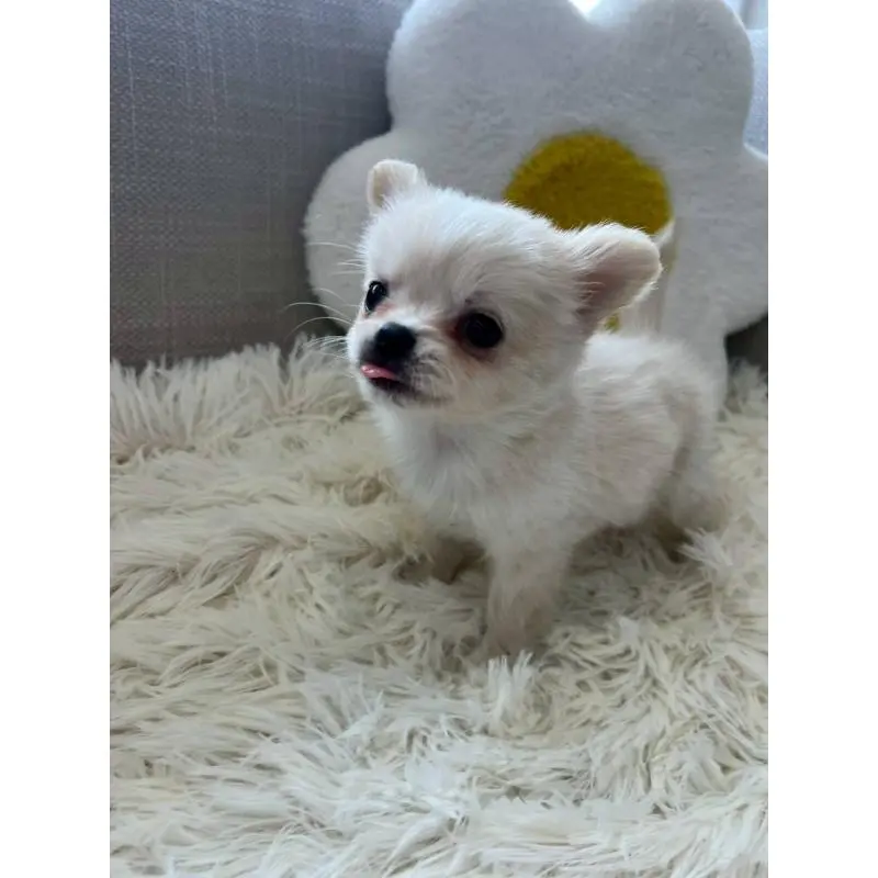 販売中の北海道のチワワ(ロングコート)-455013の2枚目