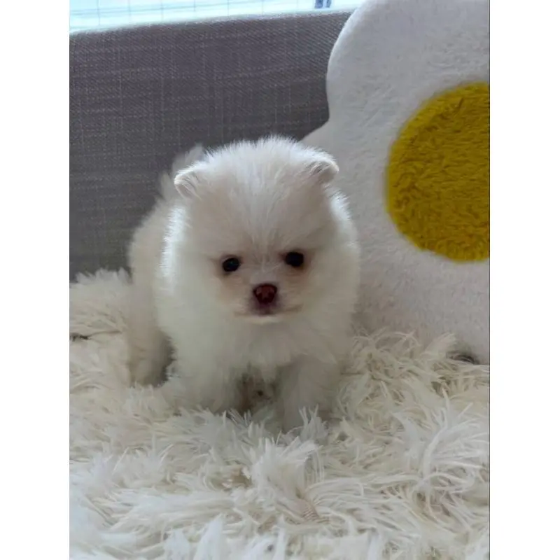 販売中の北海道のポメラニアン-455014の2枚目