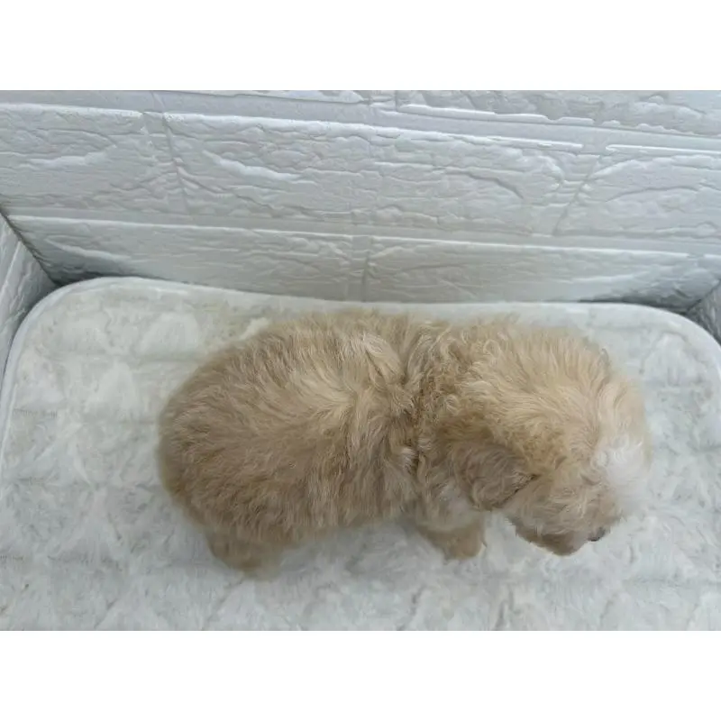 販売中の茨城県のマルプー:マルチーズ×トイプードル-455016の13枚目