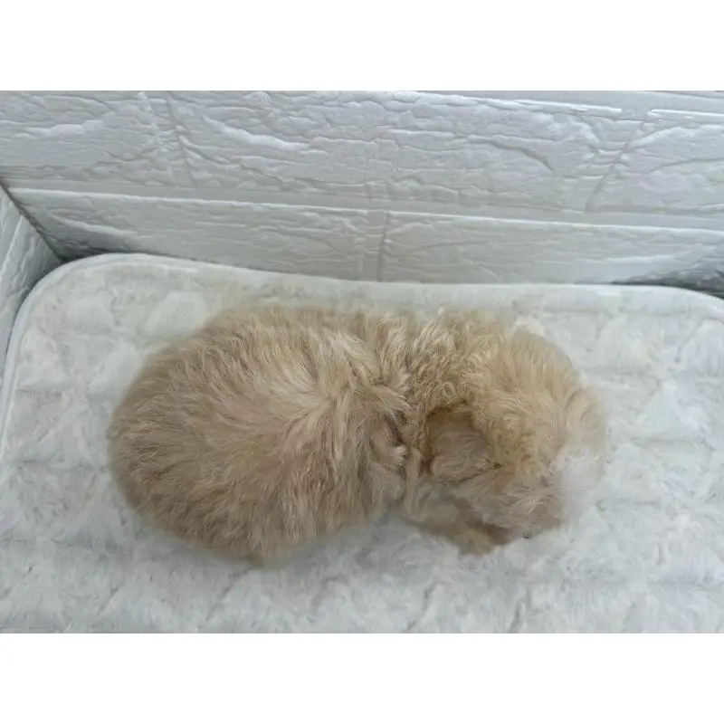 販売中の茨城県のマルプー:マルチーズ×トイプードル-455016の12枚目